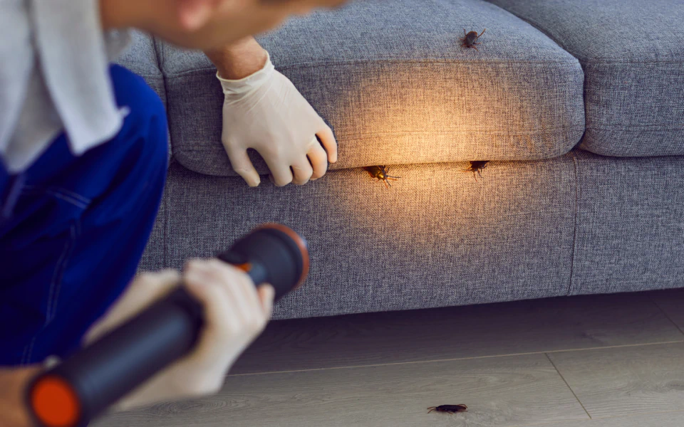 parker pest pro homepage